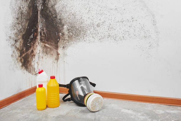 Best Crawl Space Mold Remediation in Beggs, OK