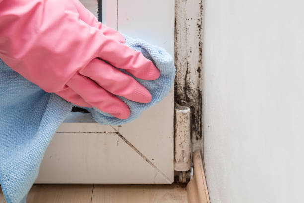 Best Mold Testing and Inspection Services in Beggs, OK